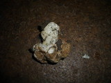 Choiromyces meandriformis image