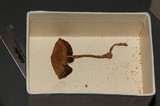 Psilocybe fasciata image