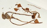 Psilocybe fimetaria image