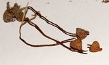 Psilocybe fimetaria image