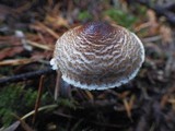 Lepiota felina image