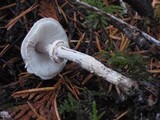 Lepiota felina image