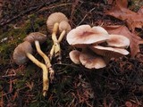 Tricholoma sulphureum image
