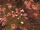 Tricholoma sulphureum image