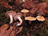 Hydnum oregonense image