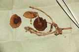 Psilocybe serbica image