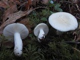 Russula raoultii image