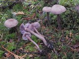Laccaria bicolor image