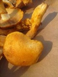 Phaeolepiota aurea image