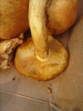 Phaeolepiota aurea image