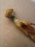 Phaeolepiota aurea image