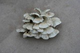 Plicaturopsis crispa image