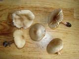 Melanoleuca cognata image