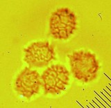 Lactarius riparius image