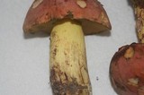 Boletus miniatopallescens image