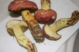 Boletus miniatopallescens image