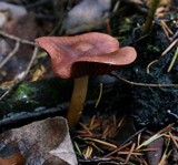 Cortinarius smithii image
