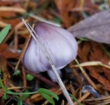 Inocybe lilacina image