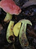 Boletus miniatopallescens image