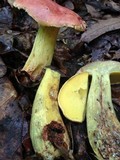 Boletus miniatopallescens image