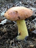 Boletus miniatopallescens image