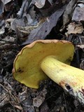 Boletus miniatopallescens image