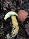 Boletus miniatopallescens image