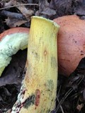 Boletus miniatopallescens image