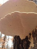 Trametes gibbosa image