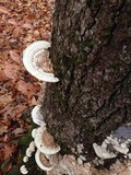 Trametes gibbosa image