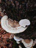 Trametes gibbosa image