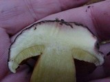Boletus zelleri image