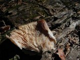 Lentinellus montanus image