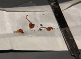 Psilocybe subfimetaria image