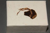 Psilocybe strictipes image