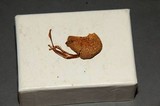 Psilocybe strictipes image