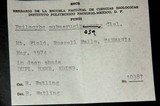 Psilocybe subaeruginosa image