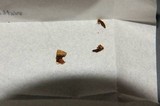 Psilocybe subaeruginosa image