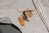 Psilocybe strictipes image