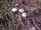 Inocybe lilacina image
