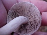 Inocybe lilacina image