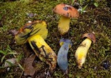 Image of Lanmaoa carminipes