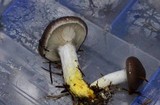 Gomphidius glutinosus image