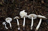 Tricholoma inamoenum image