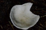 Tricholoma inamoenum image