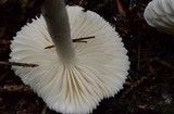 Tricholoma inamoenum image
