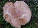 Suillus caerulescens image
