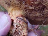 Suillus caerulescens image