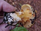 Suillus caerulescens image