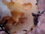 Suillus caerulescens image